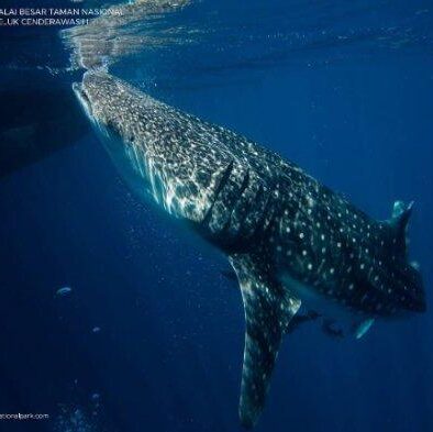 Exploring the Wonders of Kwatisore Waters in Papua: Swim with Whale Sharks