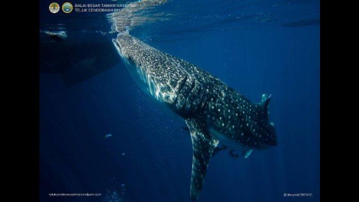 Exploring the Wonders of Kwatisore Waters in Papua: Swim with Whale Sharks