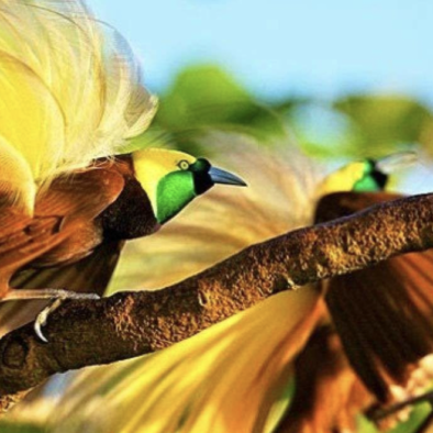 The Role of Indigenous Papuans in Preserving Nature and Boosting the Economy Through Ecotourism