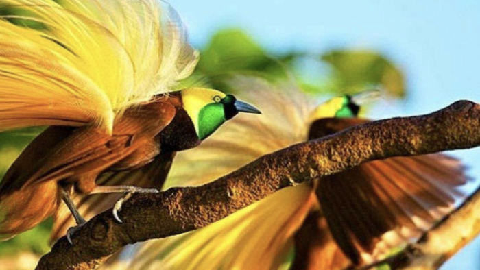 The Role of Indigenous Papuans in Preserving Nature and Boosting the Economy Through Ecotourism