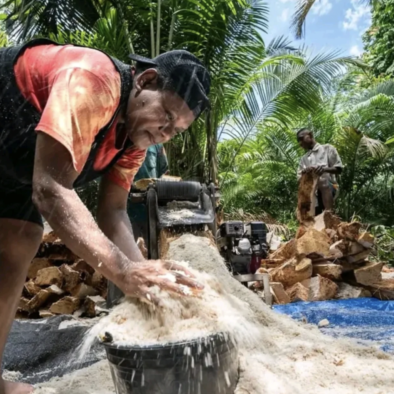 Asmat Communities Strengthen Food Security and Local Economy Through the Sago Field School