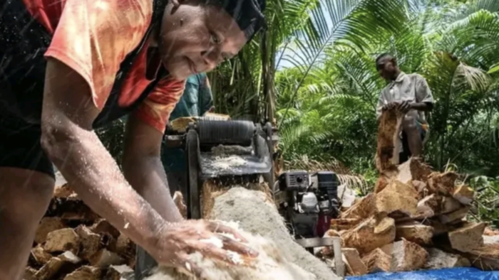 Asmat Communities Strengthen Food Security and Local Economy Through the Sago Field School