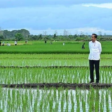 Government and Farmers in Merauke Begin Joint Rice Harvest and Planting Initiative