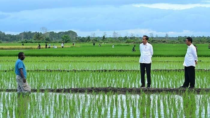 Government and Farmers in Merauke Begin Joint Rice Harvest and Planting Initiative