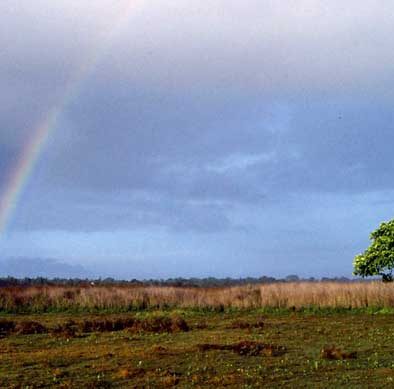 Wasur National Park : Papua’s Hidden Gem for Nature Lovers