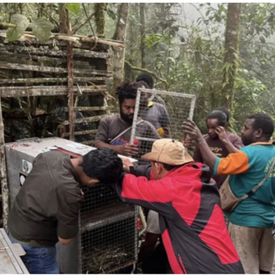 Papua Strengthens Wildlife Conservation as 23 Endemic Animals Return to the Wild Papua Strengthens Wildlife Conservation as 23 Endemic Animals Return to the Wild