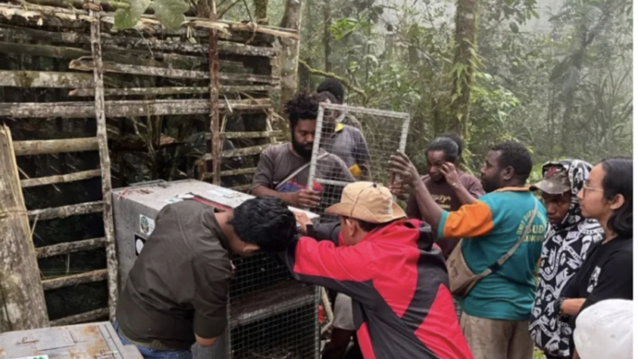 Papua Strengthens Wildlife Conservation as 23 Endemic Animals Return to the Wild Papua Strengthens Wildlife Conservation as 23 Endemic Animals Return to the Wild