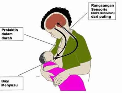 Bagaimana ASI diproduksi: Hormon Prolaktin