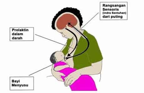 Bagaimana ASI diproduksi: Hormon Prolaktin