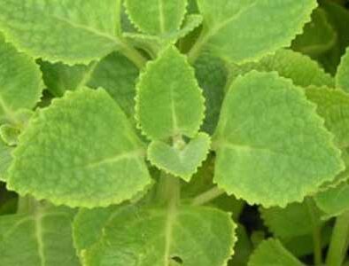 Meningkatkan Produksi ASI: Lactagogue