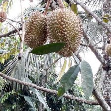 Durian Montong Orange