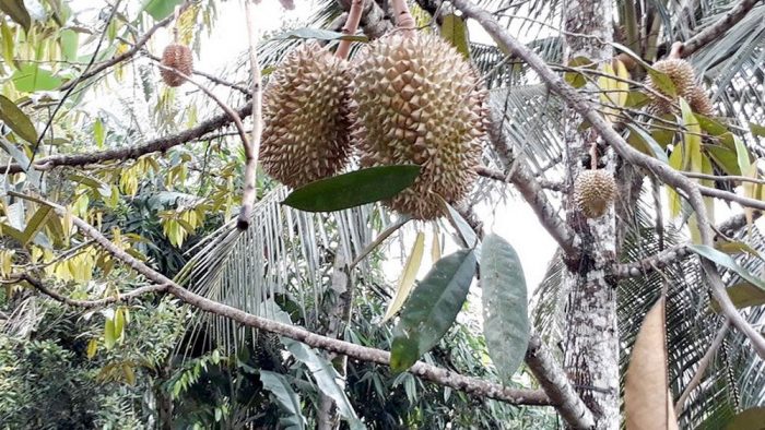 Durian Montong Orange