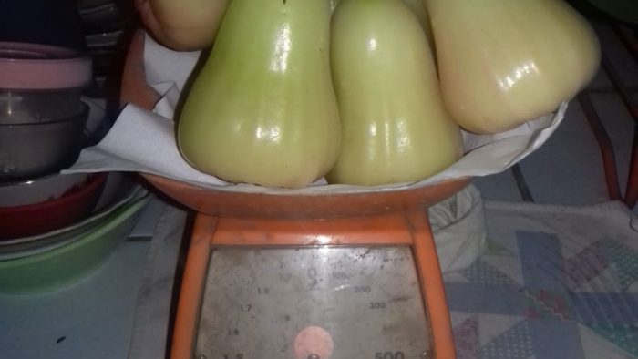 Jambu Air Madu Deli memiliki ukuran jumbo dan rasanya yang manis