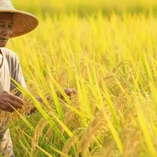 Cakra Buana vs Inpari 13: Duel Benih Padi Genjah Tahan Rebahan Terbaik