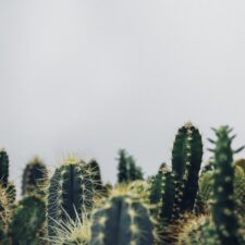 Cara Mudah Membuat Tabulampot: Solusi Cerdas Berkebun Buah di Lahan Sempit Perkotaan