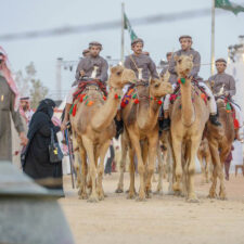 King Abdulaziz Camel Festival: Mengenal Unta dari Usianya
