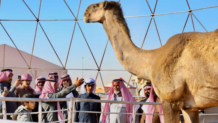 Video: Dari King Abdul Aziz Camel Festival, Unta Tertinggi di Dunia
