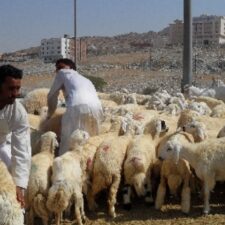 17 Ribu Ekor Daging Domba dari Saudi Untuk Indonesia