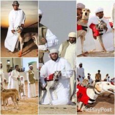 Benarkah Muslim di Arab Saudi Gemar Mainan Anjing?