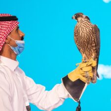 Lelang Elang di Saudi, Harganya Capai Milyaran Rupiah