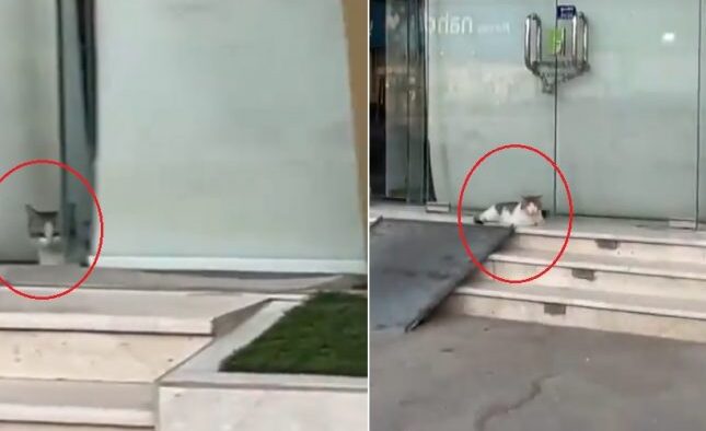 Reaksi Seekor Kucing Setelah Anaknya Terkurung di Sebuah Toko Yang Ditutup Baladiyah Al-Hofuf di Al-Ahsa