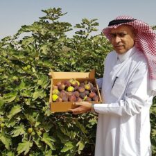 Tin Wadi Al-Dawasir: Buah Kaya Manfaat dan Tantangan Bagi Para Importir di Arab Saudi