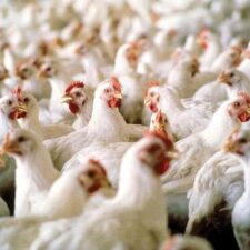 Perang Rusia-Ukraina: Kenaikan Harga Ayam Masuk Daftar Krisis Pangan Global