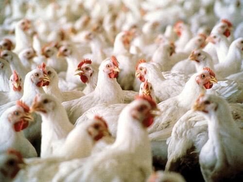 Perang Rusia-Ukraina: Kenaikan Harga Ayam Masuk Daftar Krisis Pangan Global