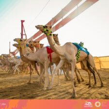 Festival Unta Putra Mahkota 2022 Dimulai Hari Ini Di Taif Camel Square