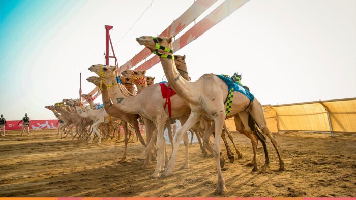 Festival Unta Putra Mahkota 2022 Dimulai Hari Ini Di Taif Camel Square