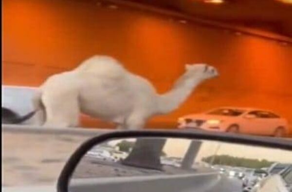 Unta Berlari Melawan Arah di Tengah Jalan Raya Padat Kota Riyadh