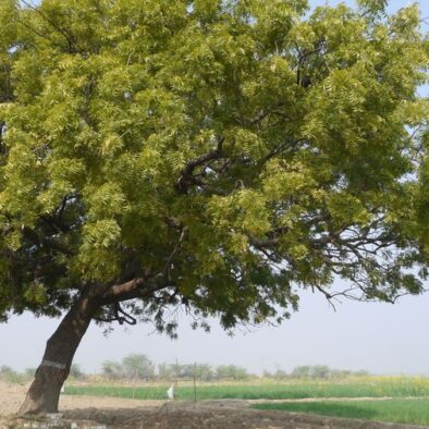 Pohon Ini Disarankan Ditanam Teduhkan Musim Panas di Arab Saudi