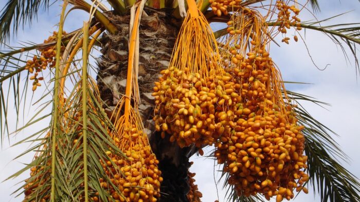 Musim Panas Ekstrem Berarti Musim Panen Kurma Di Arab Saudi