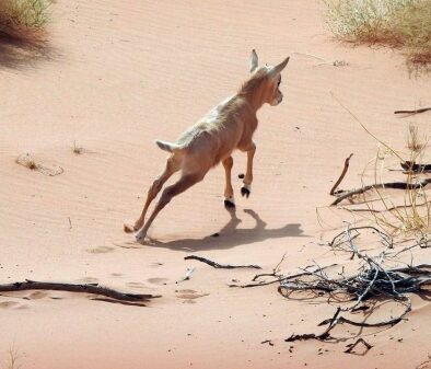 Arab Saudi Menyambut Kelahiran Oryx Arab di Cagar Alam Uroq Bani Ma’arid