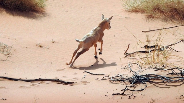 Arab Saudi Menyambut Kelahiran Oryx Arab di Cagar Alam Uroq Bani Ma’arid