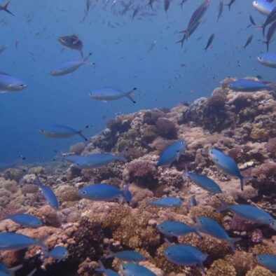 Saudi Arabia’s Blue Economy Projected Targetkan SR 22 Miliar, Siap Ciptakan 100 Ribu Lapangan Kerja