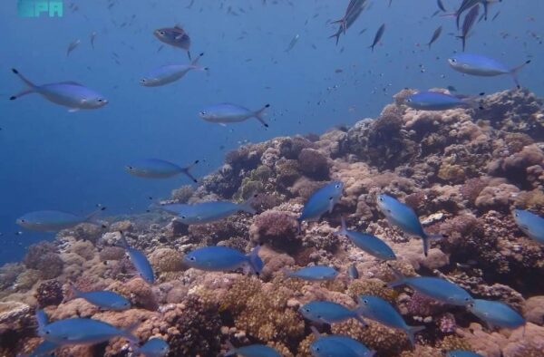 Saudi Arabia’s Blue Economy Projected Targetkan SR 22 Miliar, Siap Ciptakan 100 Ribu Lapangan Kerja