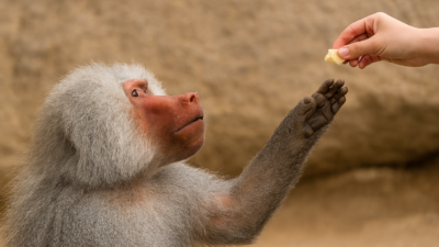 Di Arab Saudi: Hati-Hati! Larangan Beri Makan Baboon atau Denda Rp 2 Juta