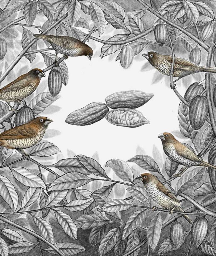 munia widartoimpact pencil illustration